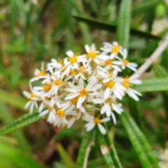 Olearia megalophylla (Large-leaf Daisy-bush) at Harolds Cross, NSW - 5 Jan 2024 by Csteele4