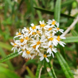 Olearia megalophylla at Tallaganda State Forest - 5 Jan 2024