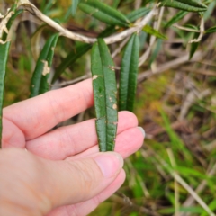 Olearia megalophylla at Tallaganda State Forest - 5 Jan 2024