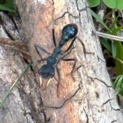 Myrmecia forficata (A Bull ant) at Kangaroo Valley, NSW - 5 Jan 2024 by lbradleyKV