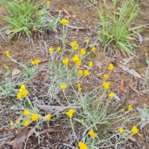 Chrysocephalum apiculatum at Mawson Ponds - 4 Jan 2024