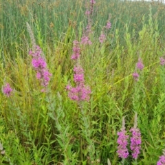 Lythrum salicaria (Purple Loosestrife) at Mawson, ACT - 4 Jan 2024 by Mike