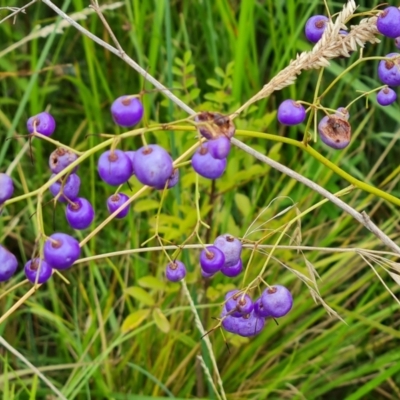 Dianella sp. (Flax Lily) at Mawson Ponds - 4 Jan 2024 by Mike