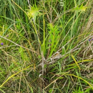 Dianella sp. at Mawson Ponds - 4 Jan 2024