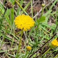 Rutidosis leptorhynchoides (Button Wrinklewort) at Stirling Park - 5 Jan 2024 by Mike