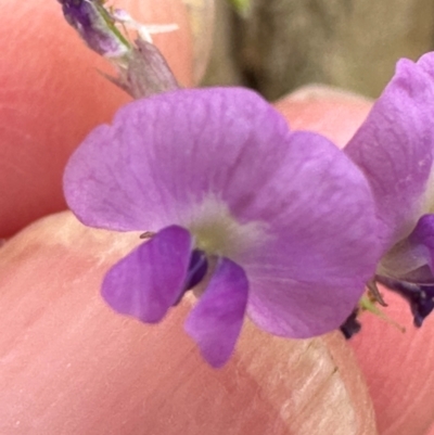 Glycine microphylla (Small-leaf Glycine) by lbradley