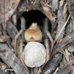 Lycosidae (family) at Mulligans Flat - 5 Jan 2024