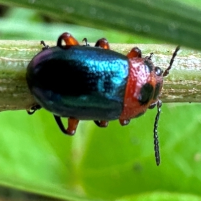 Calomela moorei (Acacia Leaf Beetle) at Kangaroo Valley, NSW - 5 Jan 2024 by lbradley