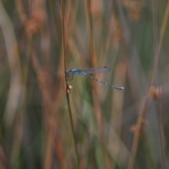 Austrolestes leda (Wandering Ringtail) at Mulligans Flat - 4 Jan 2024 by THATJAYKIDRICK