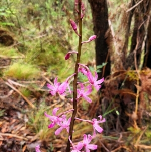 Dipodium roseum at Tidbinbilla Nature Reserve - 5 Jan 2024