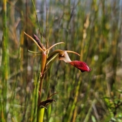Cryptostylis subulata (Cow Orchid) at Tullah, TAS - 5 Jan 2024 by BethanyDunne