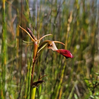Cryptostylis subulata (Cow Orchid) at Tullah, TAS - 4 Jan 2024 by BethanyDunne