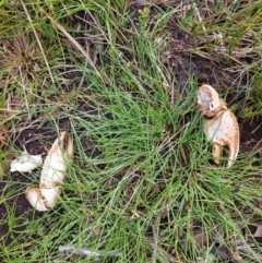 Unidentified Freshwater Crayfish at Namadgi National Park - 5 Jan 2024 by Montane