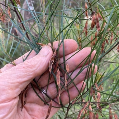 Acacia iteaphylla at Belconnen, ACT - 5 Jan 2024 by JohnGiacon