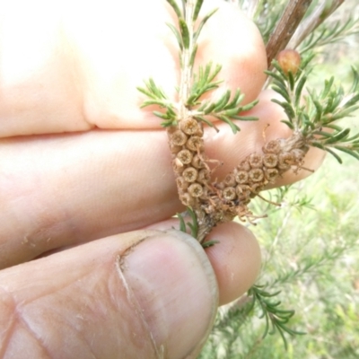 Melaleuca parvistaminea (Small-flowered Honey-myrtle) at Emu Creek - 5 Jan 2024 by JohnGiacon