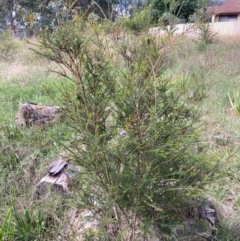 Melaleuca parvistaminea at Emu Creek Belconnen (ECB) - 5 Jan 2024 05:02 PM