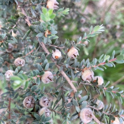 Leptospermum sp. (Tea Tree) at Flea Bog Flat to Emu Creek Corridor - 2 Jan 2024 by JohnGiacon