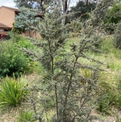 Leptospermum sp. at Flea Bog Flat to Emu Creek Corridor - 2 Jan 2024 02:06 PM