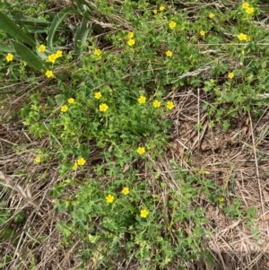 Oxalis thompsoniae at Emu Creek Belconnen (ECB) - 2 Jan 2024