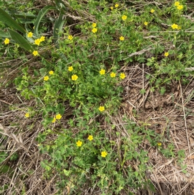 Oxalis thompsoniae (Fluffy-fruit Wood-sorrel) at Flea Bog Flat to Emu Creek Corridor - 2 Jan 2024 by JohnGiacon