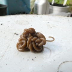 Nematomorpha (phylum) (Horsehair or Gordian worm) at Flea Bog Flat to Emu Creek Corridor - 5 Jan 2024 by JohnGiacon