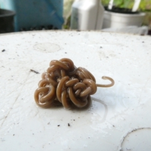 Nematomorpha (phylum) at Emu Creek Belconnen (ECB) - 5 Jan 2024