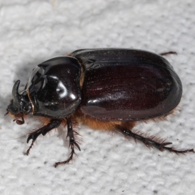 Dasygnathus sp. (genus) (Rhinoceros beetle) at Higgins, ACT - 5 Jan 2024 by AlisonMilton