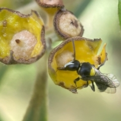 Hylaeus (Hylaeorhiza) nubilosus (A yellow-spotted masked bee) at Yarralumla, ACT - 5 Jan 2024 by PeterA