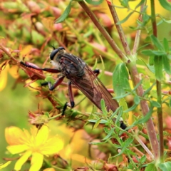 Unidentified Robber fly (Asilidae) at Tidbinbilla Nature Reserve - 5 Jan 2024 by NathanaelC