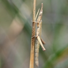 Heide sp. (genus) (A heath matchstick grasshopper) at Jervis Bay National Park - 31 Dec 2023 by Miranda