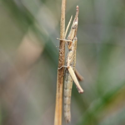 Heide sp. (genus) (A heath matchstick grasshopper) at Jervis Bay National Park - 31 Dec 2023 by Miranda