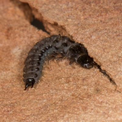 Unidentified Lacewing (Neuroptera) at Higgins, ACT - 2 Jan 2024 by AlisonMilton