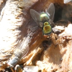 Lucilia cuprina (Australian sheep blowfly) at Flea Bog Flat to Emu Creek Corridor - 5 Jan 2024 by JohnGiacon