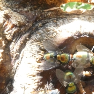 Lucilia cuprina at Emu Creek Belconnen (ECB) - 5 Jan 2024