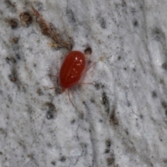 Acari (informal subclass) (Unidentified mite) at Higgins, ACT - 3 Jan 2024 by AlisonMilton