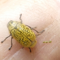 Aporocera (Aporocera) erosa (A leaf beetle) at Flea Bog Flat to Emu Creek Corridor - 5 Jan 2024 by JohnGiacon