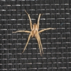 Argoctenus sp. (genus) (Wandering ghost spider) at Higgins, ACT - 3 Jan 2024 by AlisonMilton