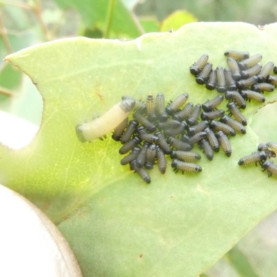 Paropsisterna cloelia (Eucalyptus variegated beetle) at Flea Bog Flat to Emu Creek Corridor - 5 Jan 2024 by JohnGiacon