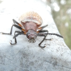 Ecnolagria sp. (genus) (A brown darkling beetle) at Emu Creek - 5 Jan 2024 by JohnGiacon