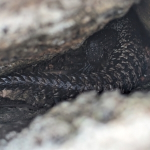 Egernia cunninghami at McQuoids Hill NR (MCQ) - 5 Jan 2024