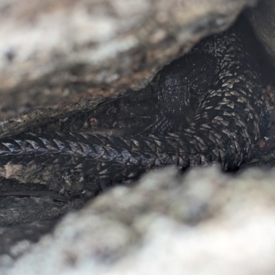 Egernia cunninghami (Cunningham's Skink) at McQuoids Hill NR (MCQ) - 5 Jan 2024 by HelenCross