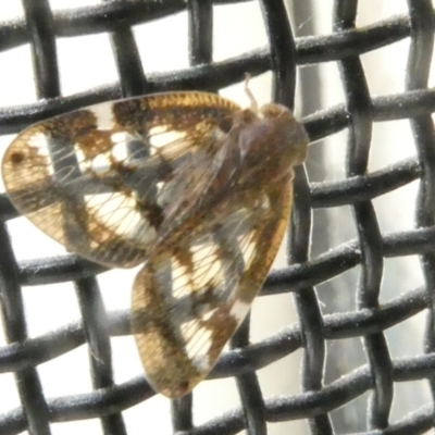 Scolypopa australis (Passionvine hopper, Fluffy bum) at Flea Bog Flat to Emu Creek Corridor - 4 Jan 2024 by JohnGiacon