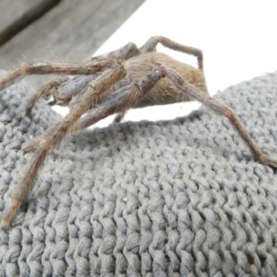 Isopeda (genus) (Huntsman Spider) at Flea Bog Flat to Emu Creek Corridor - 5 Jan 2024 by JohnGiacon