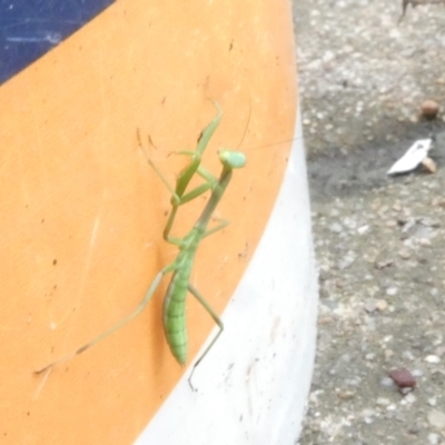 Pseudomantis albofimbriata at Emu Creek Belconnen (ECB) - 3 Jan 2024 by JohnGiacon
