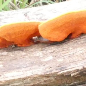 Piptoporus australiensis at Flea Bog Flat to Emu Creek Corridor - 3 Jan 2024