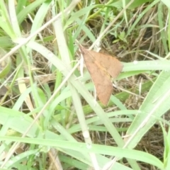 Uresiphita ornithopteralis (Tree Lucerne Moth) at Emu Creek - 3 Jan 2024 by JohnGiacon