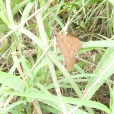 Uresiphita ornithopteralis (Tree Lucerne Moth) at Emu Creek - 2 Jan 2024 by JohnGiacon