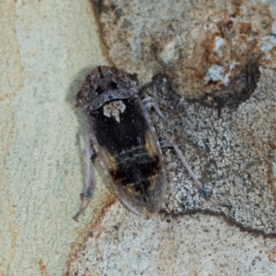 Stenocotis depressa (Leafhopper) at Higgins, ACT - 2 Jan 2024 by AlisonMilton