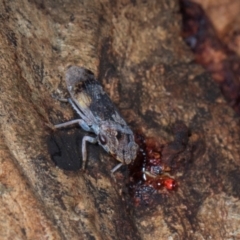 Stenocotis depressa at Higgins, ACT - 3 Jan 2024