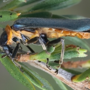 Chauliognathus lugubris at QPRC LGA - 2 Jan 2024